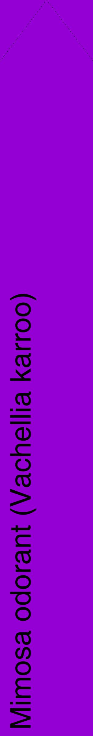 Étiquette de : Vachellia karroo - format c - style noire48_simplehel avec comestibilité