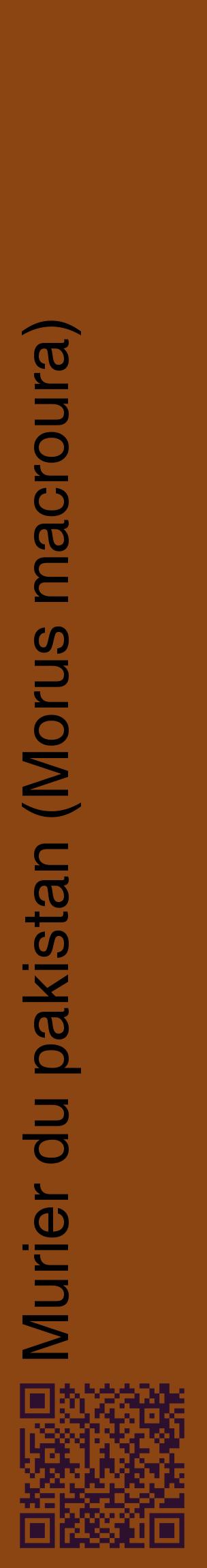 Étiquette de : Morus macroura - format c - style noire30_basiquehel avec qrcode et comestibilité