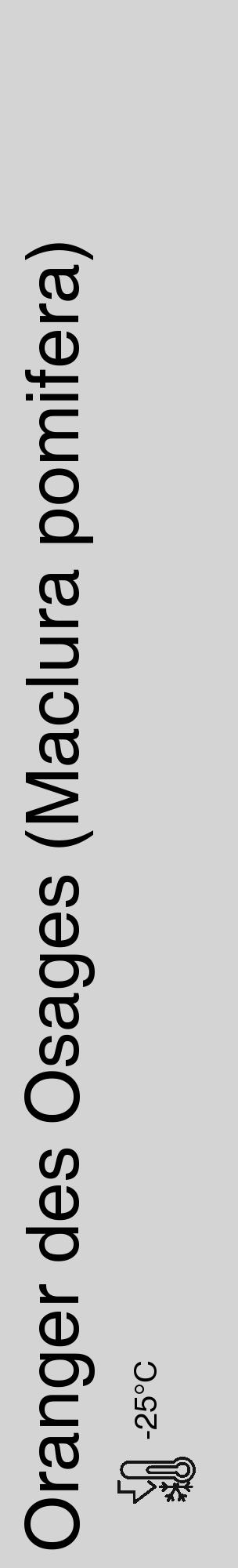 Étiquette de : Maclura pomifera - format c - style noire40_basique_basiquehel avec comestibilité - position verticale