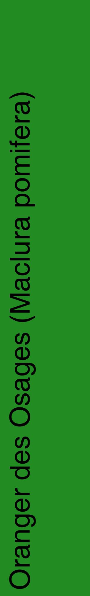 Étiquette de : Maclura pomifera - format c - style noire10_basiquehel avec comestibilité