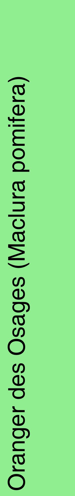 Étiquette de : Maclura pomifera - format c - style noire15_basiquehel avec comestibilité