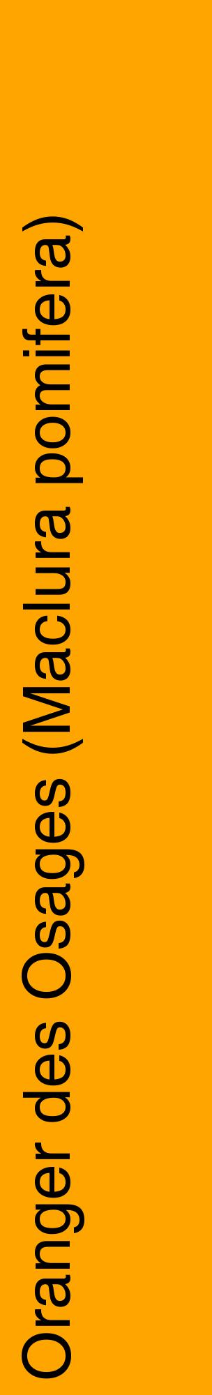 Étiquette de : Maclura pomifera - format c - style noire22_basiquehel avec comestibilité