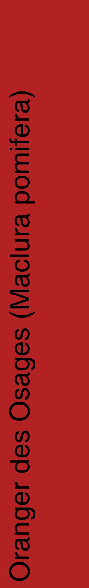 Étiquette de : Maclura pomifera - format c - style noire28_basiquehel avec comestibilité