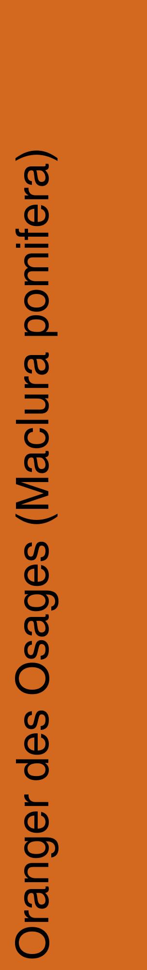 Étiquette de : Maclura pomifera - format c - style noire31_basiquehel avec comestibilité