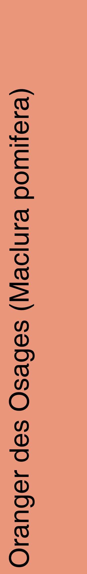 Étiquette de : Maclura pomifera - format c - style noire37_basiquehel avec comestibilité
