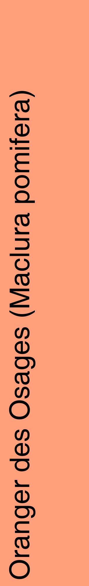 Étiquette de : Maclura pomifera - format c - style noire39_basiquehel avec comestibilité