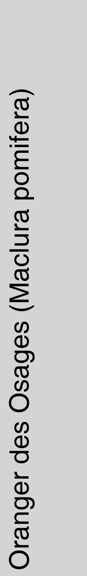 Étiquette de : Maclura pomifera - format c - style noire40_basique_basiquehel avec comestibilité - position verticale
