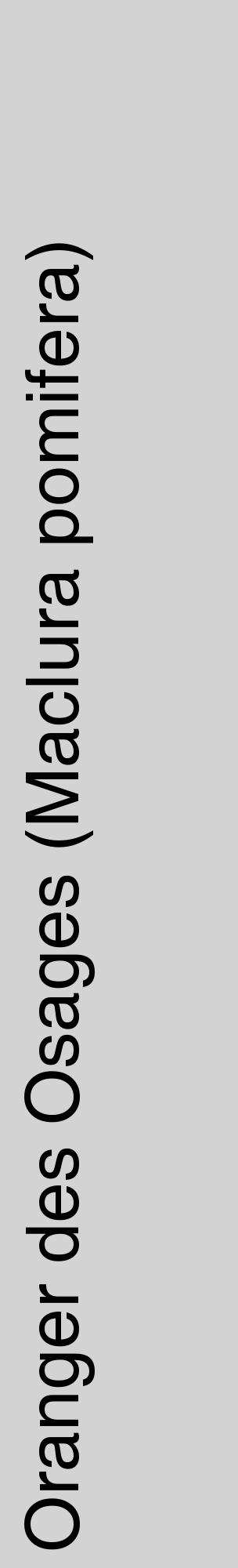 Étiquette de : Maclura pomifera - format c - style noire56_basiquehel avec comestibilité