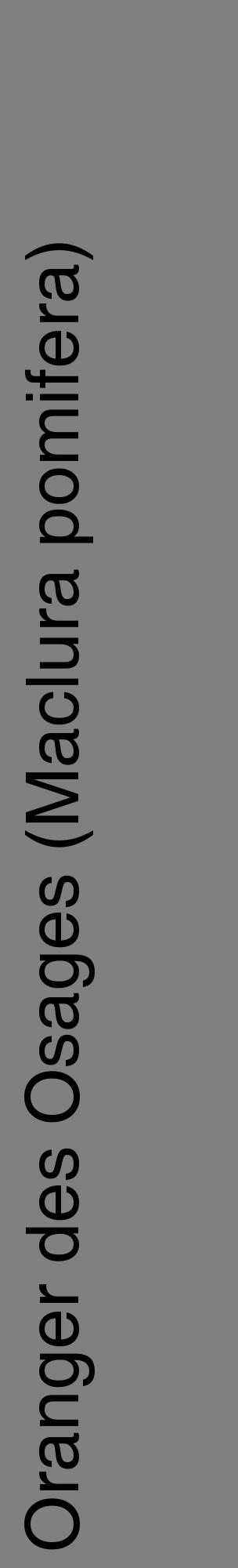 Étiquette de : Maclura pomifera - format c - style noire57_basiquehel avec comestibilité