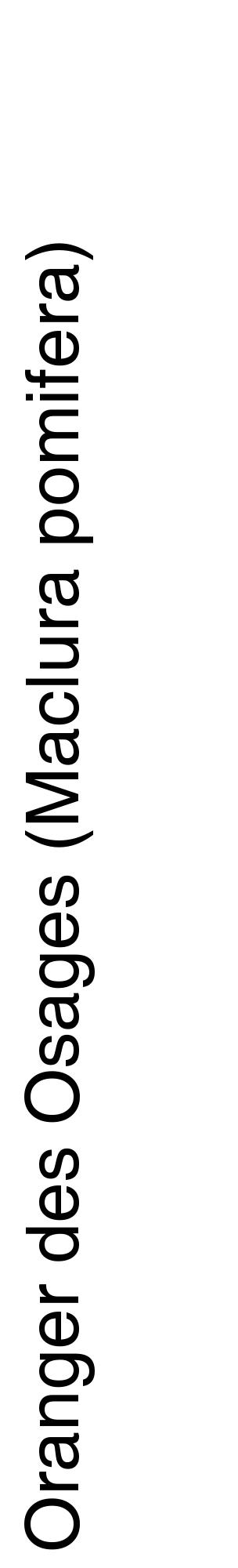 Étiquette de : Maclura pomifera - format c - style noire60_basiquehel avec comestibilité