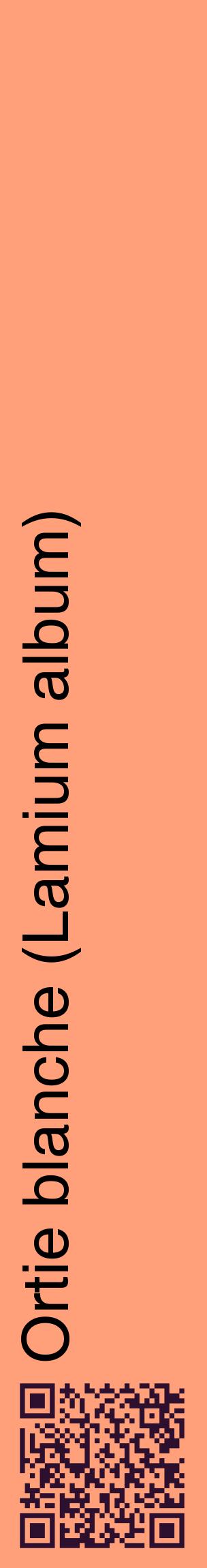 Étiquette de : Lamium album - format c - style noire39_basiquehel avec qrcode et comestibilité