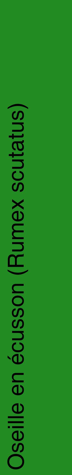 Étiquette de : Rumex scutatus - format c - style noire10_basiquehel avec comestibilité