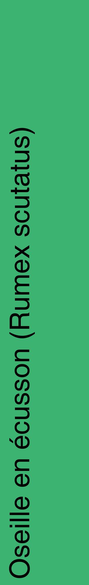 Étiquette de : Rumex scutatus - format c - style noire12_basiquehel avec comestibilité