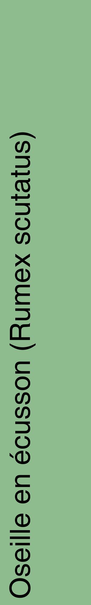 Étiquette de : Rumex scutatus - format c - style noire13_basiquehel avec comestibilité