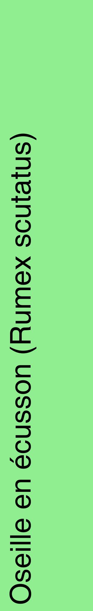 Étiquette de : Rumex scutatus - format c - style noire15_basiquehel avec comestibilité