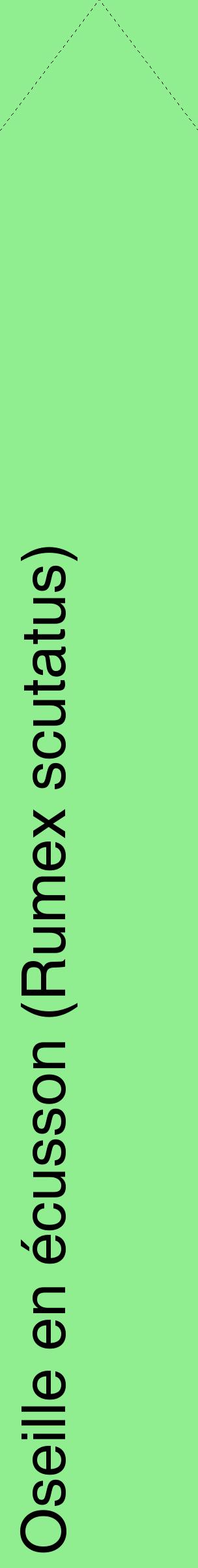 Étiquette de : Rumex scutatus - format c - style noire15_simplehel avec comestibilité