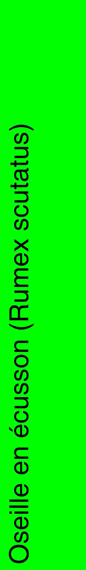 Étiquette de : Rumex scutatus - format c - style noire16_basiquehel avec comestibilité