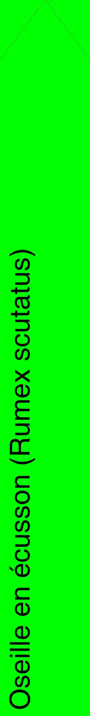 Étiquette de : Rumex scutatus - format c - style noire16_simplehel avec comestibilité