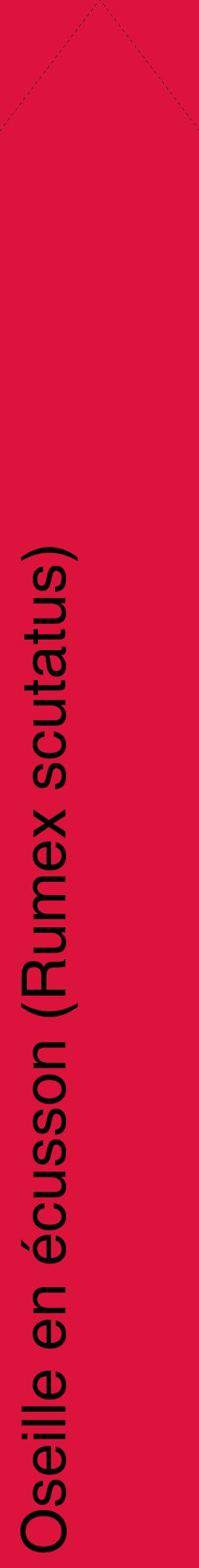 Étiquette de : Rumex scutatus - format c - style noire36_simple_simplehel avec comestibilité - position verticale