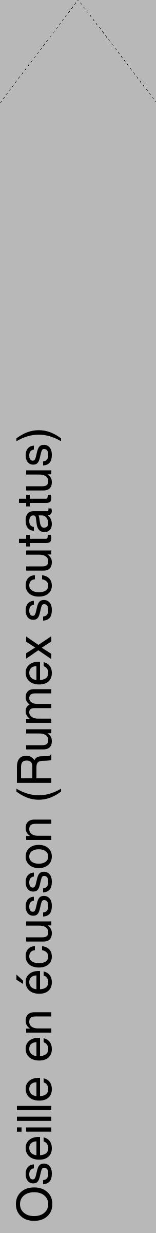 Étiquette de : Rumex scutatus - format c - style noire39_simple_simplehel avec comestibilité - position verticale