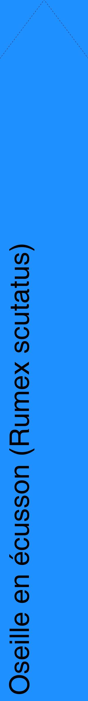 Étiquette de : Rumex scutatus - format c - style noire3_simplehel avec comestibilité
