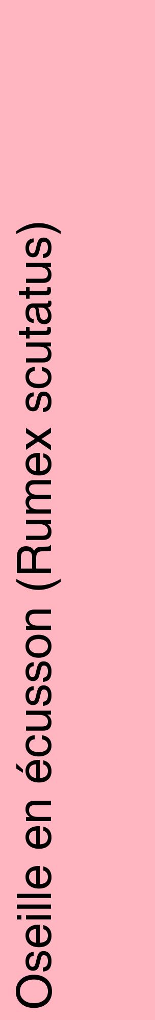 Étiquette de : Rumex scutatus - format c - style noire41_basiquehel avec comestibilité
