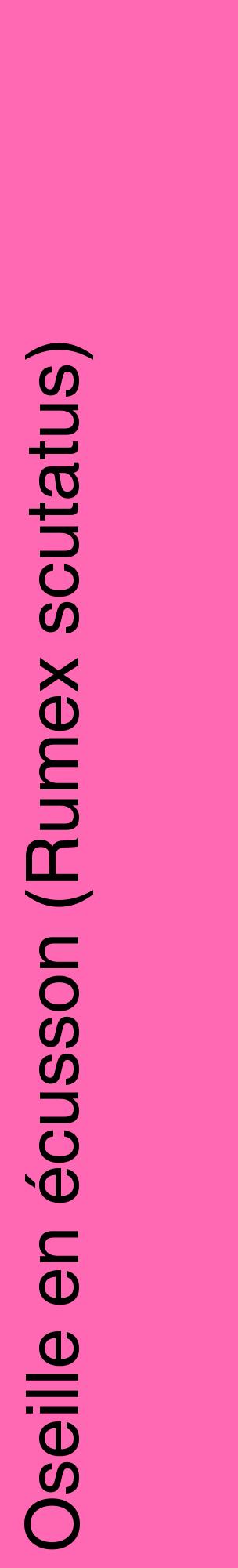 Étiquette de : Rumex scutatus - format c - style noire42_basiquehel avec comestibilité