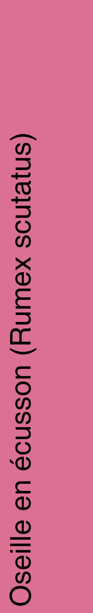 Étiquette de : Rumex scutatus - format c - style noire44_basiquehel avec comestibilité
