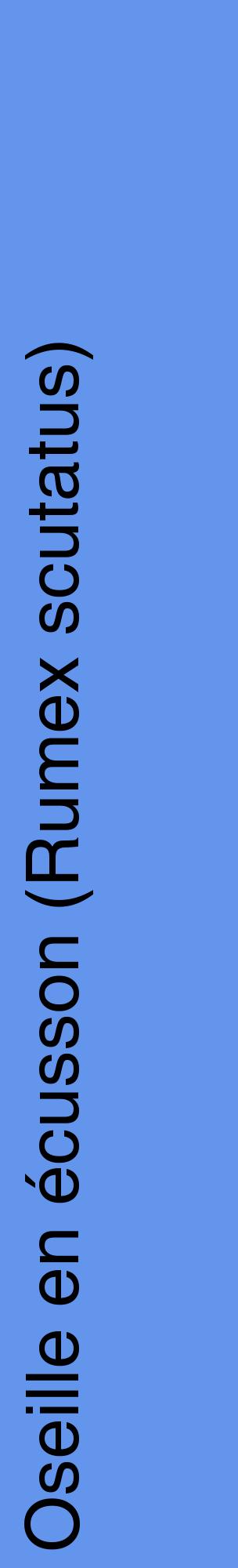 Étiquette de : Rumex scutatus - format c - style noire4_basiquehel avec comestibilité
