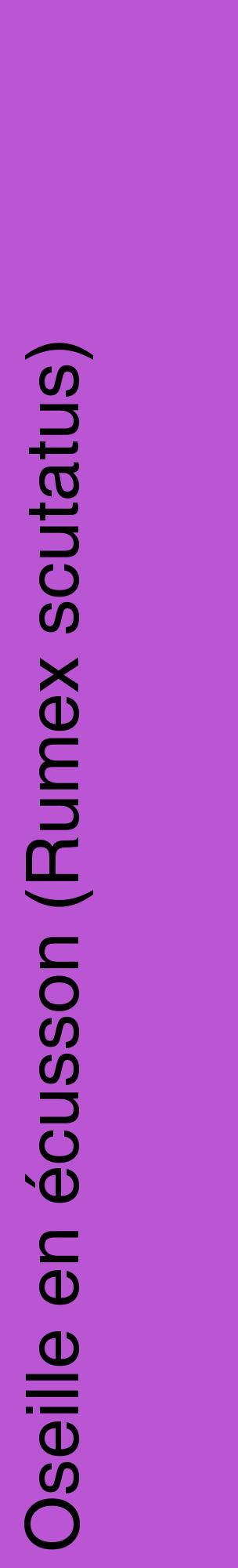 Étiquette de : Rumex scutatus - format c - style noire50_basiquehel avec comestibilité