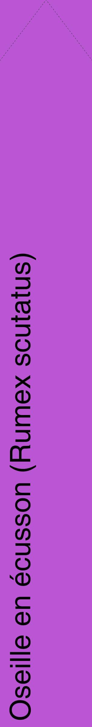 Étiquette de : Rumex scutatus - format c - style noire50_simplehel avec comestibilité