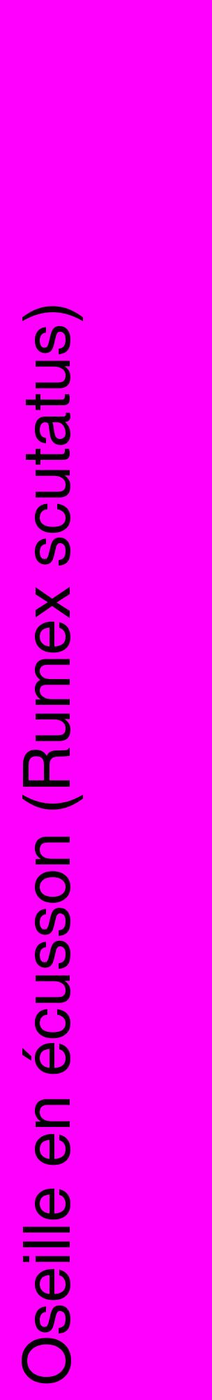 Étiquette de : Rumex scutatus - format c - style noire51_basiquehel avec comestibilité