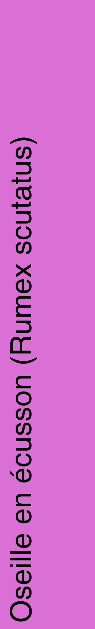 Étiquette de : Rumex scutatus - format c - style noire52_basiquehel avec comestibilité