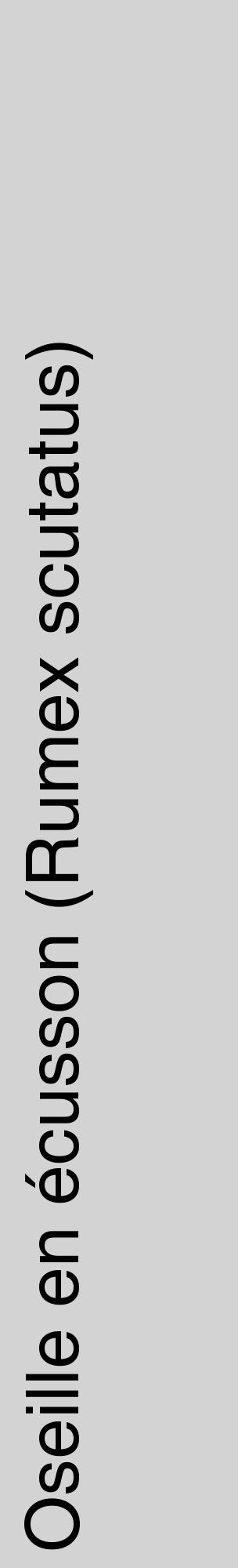 Étiquette de : Rumex scutatus - format c - style noire56_basiquehel avec comestibilité