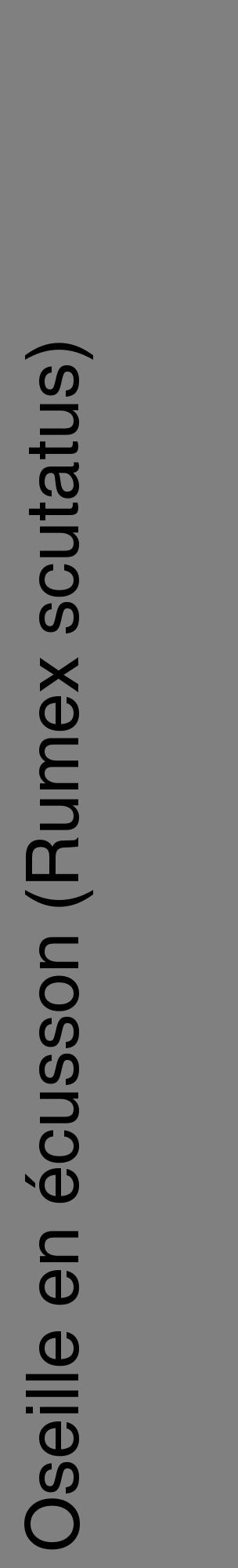 Étiquette de : Rumex scutatus - format c - style noire57_basiquehel avec comestibilité