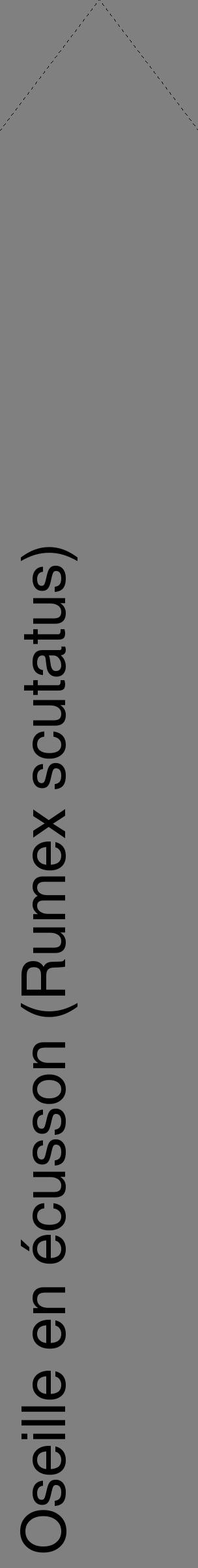 Étiquette de : Rumex scutatus - format c - style noire57_simplehel avec comestibilité