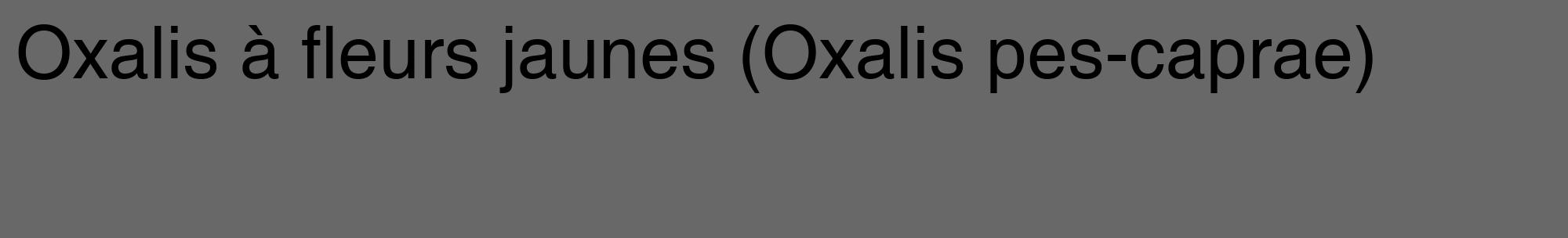 Étiquette de : Oxalis pes-caprae - format c - style noire6_basique_basiquehel avec comestibilité