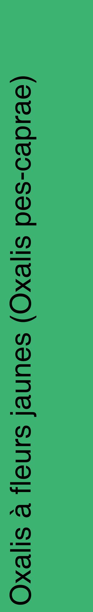 Étiquette de : Oxalis pes-caprae - format c - style noire12_basiquehel avec comestibilité