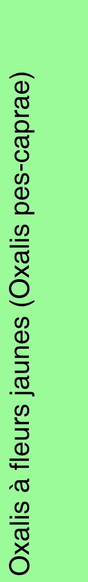 Étiquette de : Oxalis pes-caprae - format c - style noire14_basiquehel avec comestibilité
