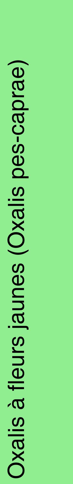 Étiquette de : Oxalis pes-caprae - format c - style noire15_basiquehel avec comestibilité