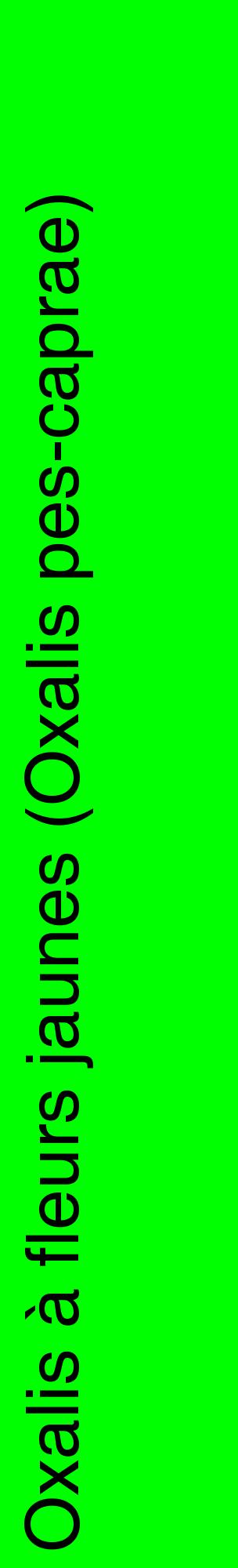 Étiquette de : Oxalis pes-caprae - format c - style noire16_basiquehel avec comestibilité