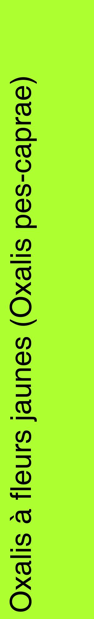 Étiquette de : Oxalis pes-caprae - format c - style noire17_basiquehel avec comestibilité