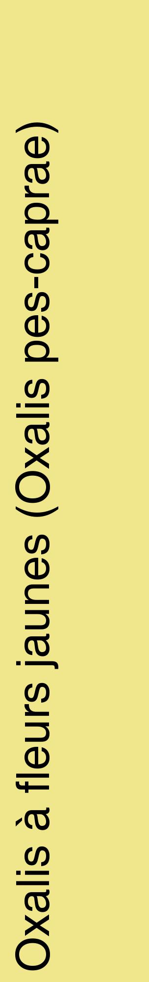 Étiquette de : Oxalis pes-caprae - format c - style noire20_basiquehel avec comestibilité