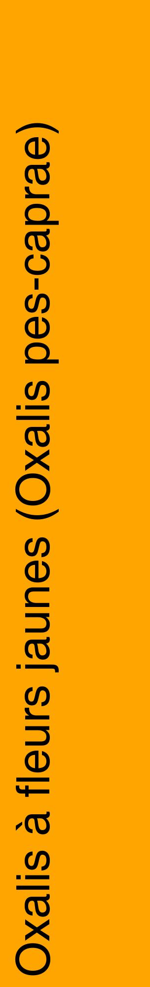 Étiquette de : Oxalis pes-caprae - format c - style noire22_basiquehel avec comestibilité