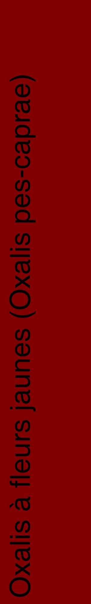 Étiquette de : Oxalis pes-caprae - format c - style noire29_basiquehel avec comestibilité