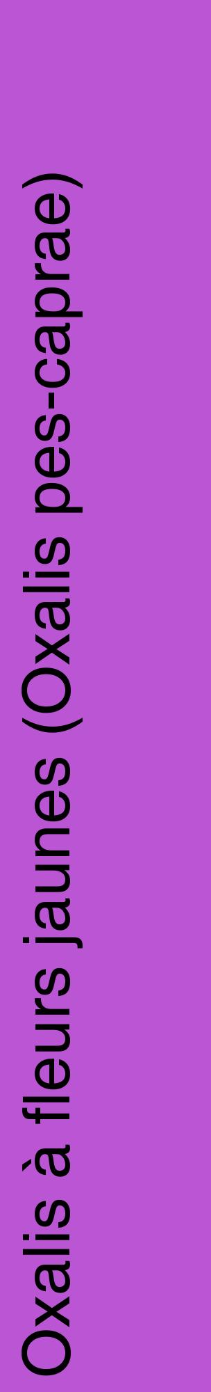Étiquette de : Oxalis pes-caprae - format c - style noire50_basiquehel avec comestibilité
