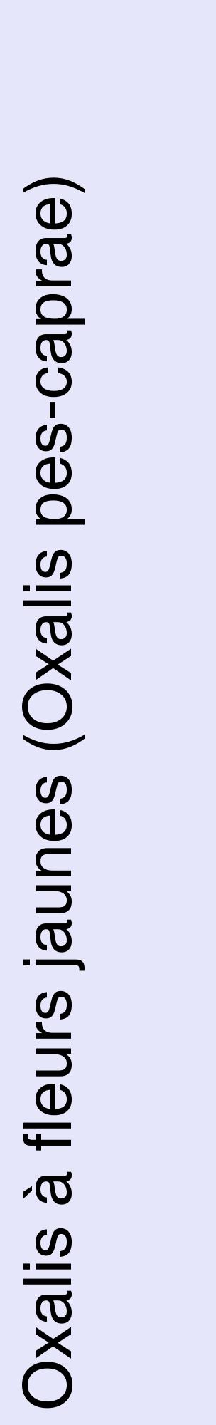 Étiquette de : Oxalis pes-caprae - format c - style noire55_basiquehel avec comestibilité