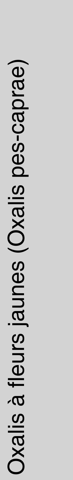 Étiquette de : Oxalis pes-caprae - format c - style noire56_basiquehel avec comestibilité