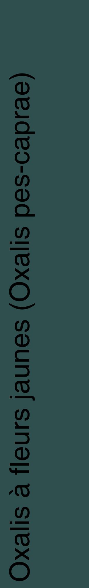 Étiquette de : Oxalis pes-caprae - format c - style noire58_basiquehel avec comestibilité