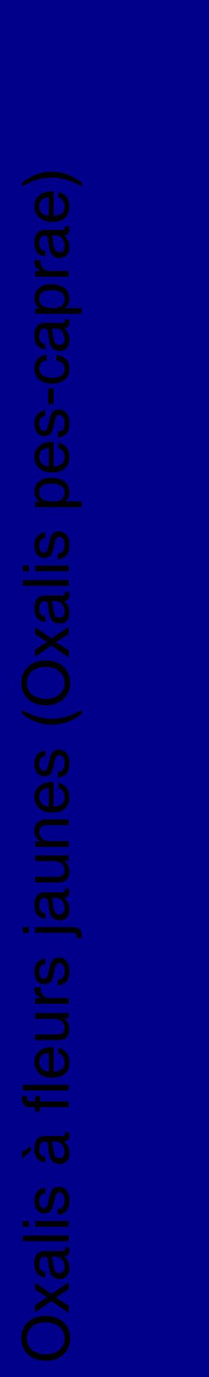 Étiquette de : Oxalis pes-caprae - format c - style noire7_basiquehel avec comestibilité